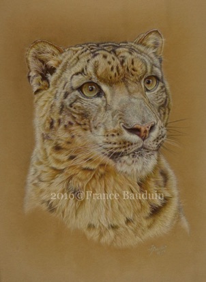 Snow leopard portrait - 48.5 hours
Sand Pastelmat
18.5" x 13.5"
Ref: My own photo